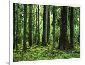 Virgin Sitka Spruce, Hoh Rain Forest, Olympic National Forest, Washington, USA-Charles Gurche-Framed Photographic Print