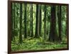 Virgin Sitka Spruce, Hoh Rain Forest, Olympic National Forest, Washington, USA-Charles Gurche-Framed Photographic Print