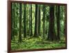 Virgin Sitka Spruce, Hoh Rain Forest, Olympic National Forest, Washington, USA-Charles Gurche-Framed Photographic Print