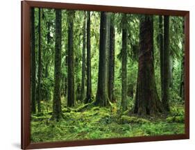 Virgin Sitka Spruce, Hoh Rain Forest, Olympic National Forest, Washington, USA-Charles Gurche-Framed Photographic Print