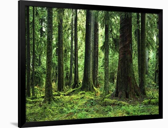 Virgin Sitka Spruce, Hoh Rain Forest, Olympic National Forest, Washington, USA-Charles Gurche-Framed Photographic Print