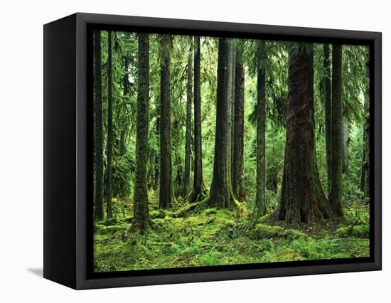 Virgin Sitka Spruce, Hoh Rain Forest, Olympic National Forest, Washington, USA-Charles Gurche-Framed Stretched Canvas