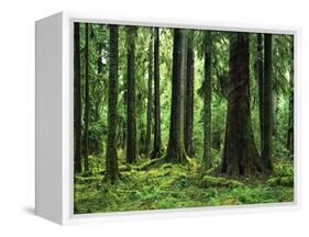 Virgin Sitka Spruce, Hoh Rain Forest, Olympic National Forest, Washington, USA-Charles Gurche-Framed Stretched Canvas