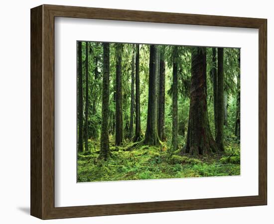 Virgin Sitka Spruce, Hoh Rain Forest, Olympic National Forest, Washington, USA-Charles Gurche-Framed Photographic Print