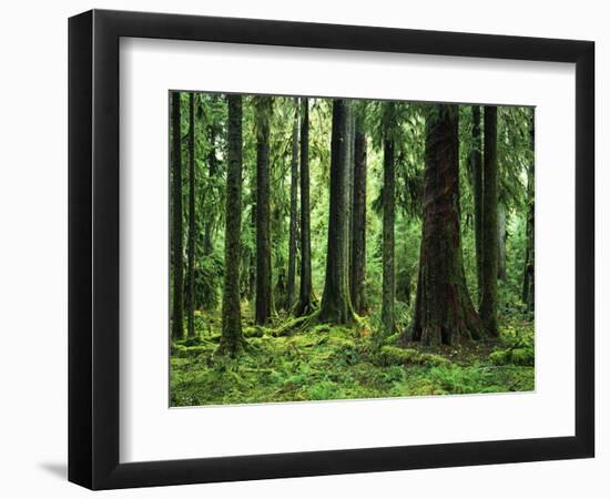 Virgin Sitka Spruce, Hoh Rain Forest, Olympic National Forest, Washington, USA-Charles Gurche-Framed Photographic Print