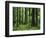 Virgin Sitka Spruce, Hoh Rain Forest, Olympic National Forest, Washington, USA-Charles Gurche-Framed Photographic Print