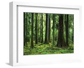 Virgin Sitka Spruce, Hoh Rain Forest, Olympic National Forest, Washington, USA-Charles Gurche-Framed Photographic Print