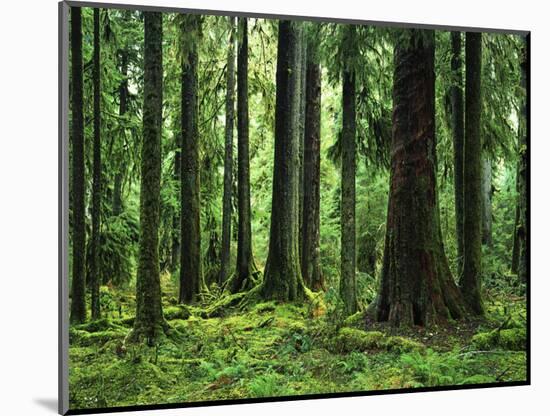 Virgin Sitka Spruce, Hoh Rain Forest, Olympic National Forest, Washington, USA-Charles Gurche-Mounted Photographic Print