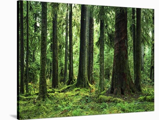 Virgin Sitka Spruce, Hoh Rain Forest, Olympic National Forest, Washington, USA-Charles Gurche-Stretched Canvas