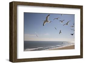 Virginia Beach, Virginia. Flock of Seagulls Fly over a Beach-Jolly Sienda-Framed Photographic Print