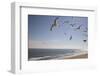 Virginia Beach, Virginia. Flock of Seagulls Fly over a Beach-Jolly Sienda-Framed Photographic Print