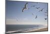 Virginia Beach, Virginia. Flock of Seagulls Fly over a Beach-Jolly Sienda-Mounted Photographic Print