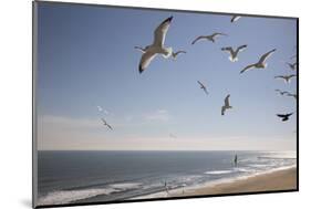 Virginia Beach, Virginia. Flock of Seagulls Fly over a Beach-Jolly Sienda-Mounted Photographic Print