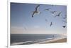 Virginia Beach, Virginia. Flock of Seagulls Fly over a Beach-Jolly Sienda-Framed Photographic Print