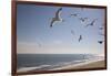 Virginia Beach, Virginia. Flock of Seagulls Fly over a Beach-Jolly Sienda-Framed Photographic Print