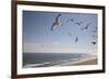 Virginia Beach, Virginia. Flock of Seagulls Fly over a Beach-Jolly Sienda-Framed Photographic Print