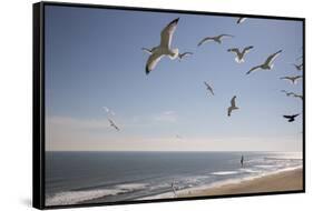 Virginia Beach, Virginia. Flock of Seagulls Fly over a Beach-Jolly Sienda-Framed Stretched Canvas