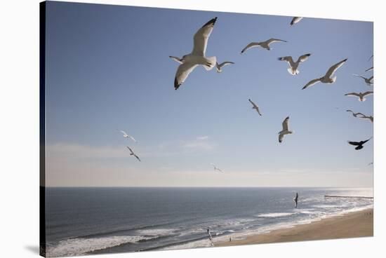 Virginia Beach, Virginia. Flock of Seagulls Fly over a Beach-Jolly Sienda-Stretched Canvas