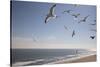 Virginia Beach, Virginia. Flock of Seagulls Fly over a Beach-Jolly Sienda-Stretched Canvas