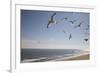 Virginia Beach, Virginia. Flock of Seagulls Fly over a Beach-Jolly Sienda-Framed Premium Photographic Print