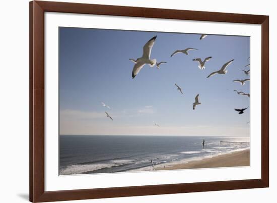 Virginia Beach, Virginia. Flock of Seagulls Fly over a Beach-Jolly Sienda-Framed Premium Photographic Print