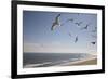 Virginia Beach, Virginia. Flock of Seagulls Fly over a Beach-Jolly Sienda-Framed Premium Photographic Print