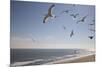 Virginia Beach, Virginia. Flock of Seagulls Fly over a Beach-Jolly Sienda-Mounted Premium Photographic Print