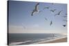 Virginia Beach, Virginia. Flock of Seagulls Fly over a Beach-Jolly Sienda-Stretched Canvas