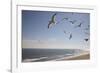 Virginia Beach, Virginia. Flock of Seagulls Fly over a Beach-Jolly Sienda-Framed Photographic Print