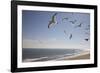 Virginia Beach, Virginia. Flock of Seagulls Fly over a Beach-Jolly Sienda-Framed Photographic Print