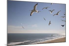 Virginia Beach, Virginia. Flock of Seagulls Fly over a Beach-Jolly Sienda-Mounted Photographic Print