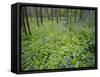 Virginia Bluebells Growing in Forest, Jessamine Creek Gorge, Kentucky, USA-Adam Jones-Framed Stretched Canvas