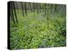 Virginia Bluebells Growing in Forest, Jessamine Creek Gorge, Kentucky, USA-Adam Jones-Stretched Canvas