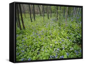 Virginia Bluebells Growing in Forest, Jessamine Creek Gorge, Kentucky, USA-Adam Jones-Framed Stretched Canvas