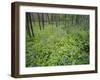 Virginia Bluebells Growing in Forest, Jessamine Creek Gorge, Kentucky, USA-Adam Jones-Framed Photographic Print