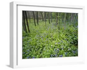 Virginia Bluebells Growing in Forest, Jessamine Creek Gorge, Kentucky, USA-Adam Jones-Framed Photographic Print