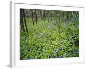 Virginia Bluebells Growing in Forest, Jessamine Creek Gorge, Kentucky, USA-Adam Jones-Framed Photographic Print