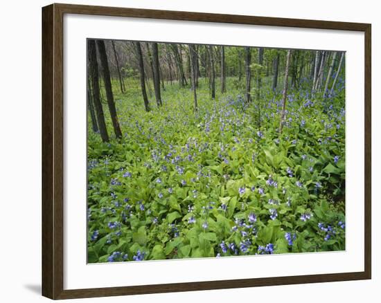 Virginia Bluebells Growing in Forest, Jessamine Creek Gorge, Kentucky, USA-Adam Jones-Framed Photographic Print