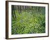 Virginia Bluebells Growing in Forest, Jessamine Creek Gorge, Kentucky, USA-Adam Jones-Framed Photographic Print