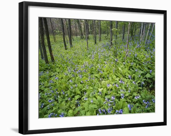 Virginia Bluebells Growing in Forest, Jessamine Creek Gorge, Kentucky, USA-Adam Jones-Framed Photographic Print