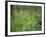 Virginia Bluebells Growing in Forest, Jessamine Creek Gorge, Kentucky, USA-Adam Jones-Framed Photographic Print