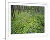 Virginia Bluebells Growing in Forest, Jessamine Creek Gorge, Kentucky, USA-Adam Jones-Framed Photographic Print