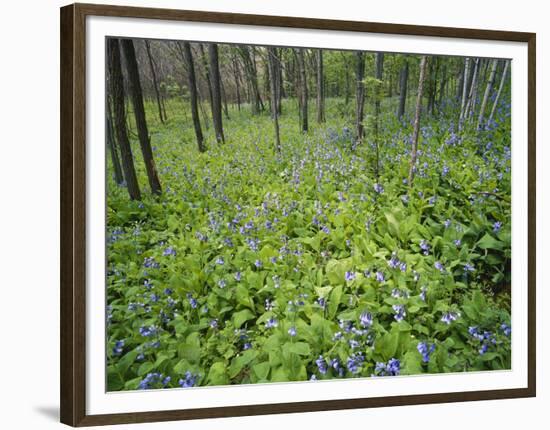 Virginia Bluebells Growing in Forest, Jessamine Creek Gorge, Kentucky, USA-Adam Jones-Framed Photographic Print