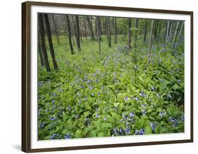 Virginia Bluebells Growing in Forest, Jessamine Creek Gorge, Kentucky, USA-Adam Jones-Framed Photographic Print