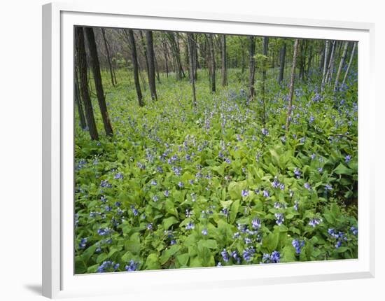 Virginia Bluebells Growing in Forest, Jessamine Creek Gorge, Kentucky, USA-Adam Jones-Framed Photographic Print