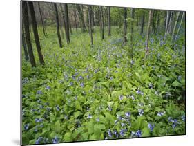 Virginia Bluebells Growing in Forest, Jessamine Creek Gorge, Kentucky, USA-Adam Jones-Mounted Photographic Print