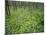 Virginia Bluebells Growing in Forest, Jessamine Creek Gorge, Kentucky, USA-Adam Jones-Mounted Photographic Print