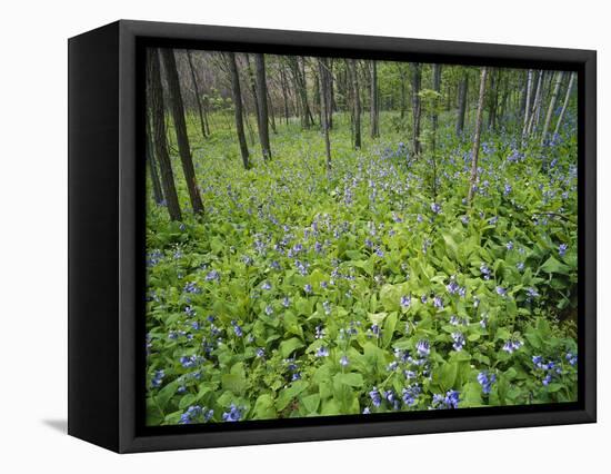 Virginia Bluebells Growing in Forest, Jessamine Creek Gorge, Kentucky, USA-Adam Jones-Framed Stretched Canvas