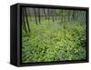 Virginia Bluebells Growing in Forest, Jessamine Creek Gorge, Kentucky, USA-Adam Jones-Framed Stretched Canvas