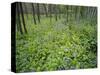 Virginia Bluebells Growing in Forest, Jessamine Creek Gorge, Kentucky, USA-Adam Jones-Stretched Canvas